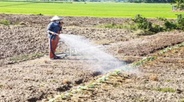 أرباح المزارعين.. كيف يساهم الاقتصاد الجماعي في زيادة دخل العاملين بالزراعة؟